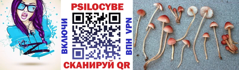 Галлюциногенные грибы Cubensis Верея